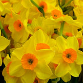 Hectarul - Ladita 320 bulbi de narcisa TAZETTA NARCISSUS Golden Dawn